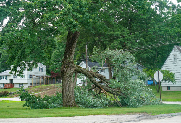 Trusted Oradell, NJ  Tree Services Experts